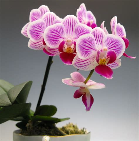 Orchid Flowers For The Administrative Professional Orchidaceous