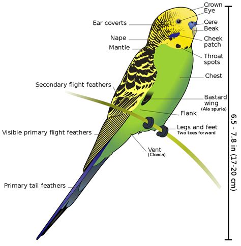 Lungs diagram lungs chart diagram of the lungs depicts various parts. File:Budgerigar diagram-labeled.svg - Wikimedia Commons