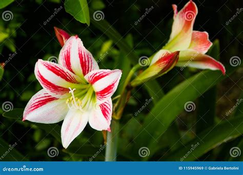 Red And White Lily Bloomed In The Garden Stock Image Image Of Close