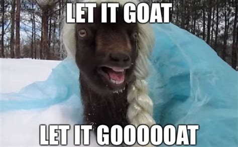 These Goat Memes Are The Greatest Of All Time 25 Memes Funny Goat