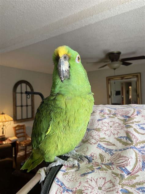 Female Yellow Nape Amazon Parrot