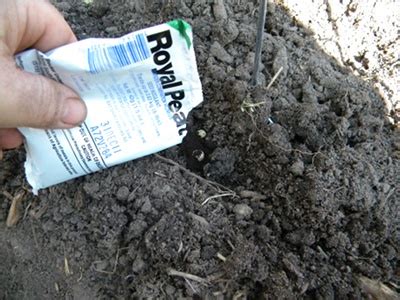 First, purchase your legume inoculant from your local nursery or a reputable online gardening website. Boost Production of Peas By Using an Inoculant | Veggie ...