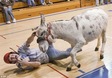Pictured The Donkey Basketball Games Causing Outrage Among Animal