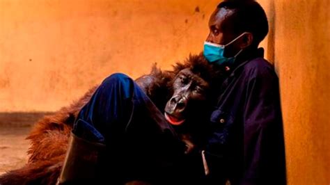 Muere La Famosa Gorila De La Selfie Con Pose Humana La Jornada