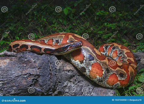 Sumatran Red Blood Python Python Brongersmai Stock Photo Image Of