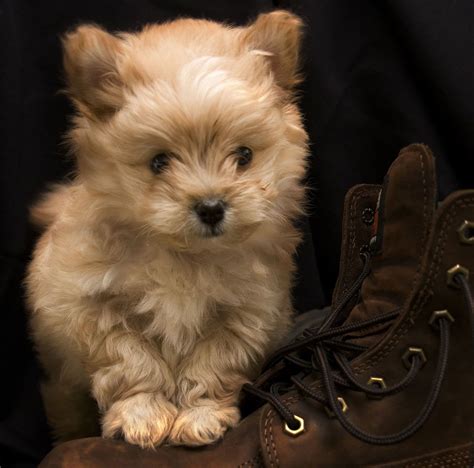 Puppies that are born with a smelly poo have this smell because of a lack of vitamin k. Pomapoo - Is The Pomeranian Poodle Mix For You? | Poodle mix puppies, Mini puppies, Poodle mix