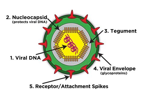 How Viruses Reproduce Virafend Virus Defense Formula
