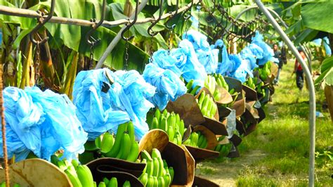 Banana Gallery Bel Agro Agriculture