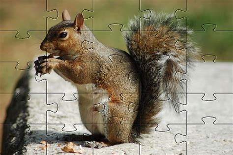 Squirrels Ii Free Jigsaw Puzzles Of Squirrels Love Jigsaw Puzzles