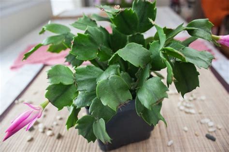 Many desert travelers have learned that, in an emergency, a cactus. How to Transplant a Christmas Cactus (with Pictures) | eHow