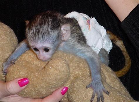 Capuchin Monkeys Cute And Lovely Baby T