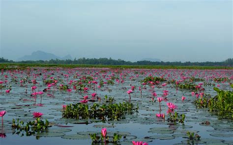 Thale Noi Thailand Lake With Red Lotuses Landscape Hd Wallpaper