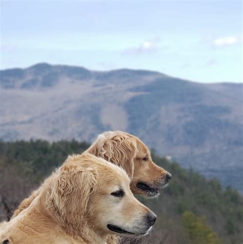 Let us love your pet too! Golden Paw Grooming - Pet Groomer - Chichester, New ...