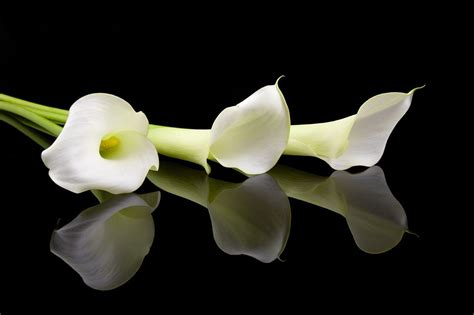Interesting Legends Behind The Meaning Of The Calla Lily Funeral