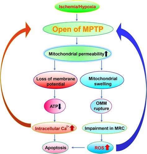 Frontiers Mitochondrial Dysfunction In Neural Injury