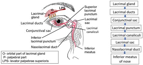 Lacrimal Apparatus Eye Model
