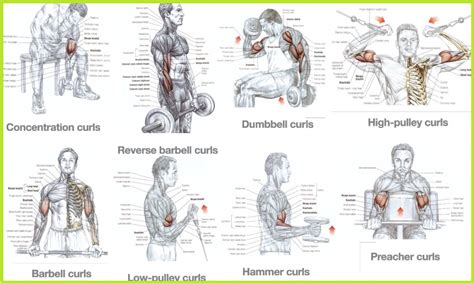 Three Exercises To Build Bigger Biceps Bodydulding