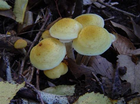 Armillaria Mellea At Indiana Mushrooms