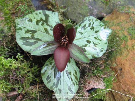 Photo Of The Entire Plant Of Toadshade Trillium Sessile Posted By