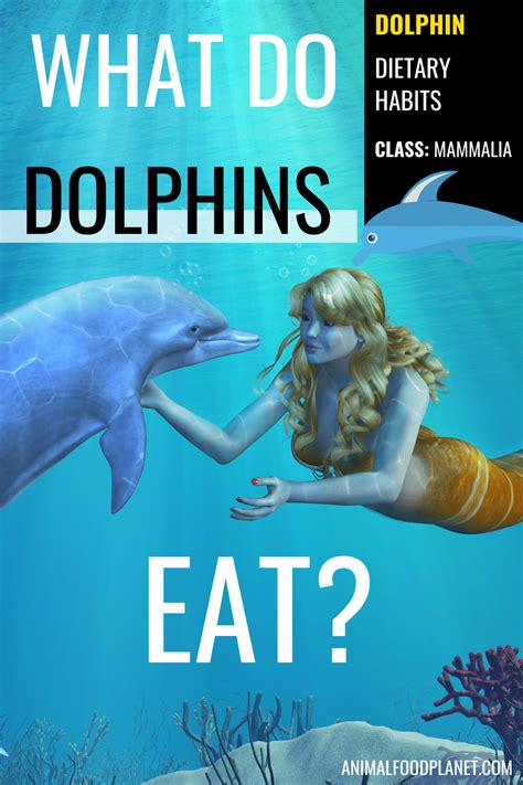 The Dolphins Diet In A Nutshell