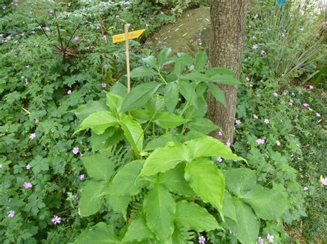 Arisaema flavum is a perennial growing to 0.4 m (1ft 4in). Arisaema flavum