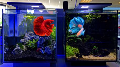 Feb 17, 2021 · betta fish tank size. Betta Tank Setup Ideas - Betta Fish Tank Setup - YouTube