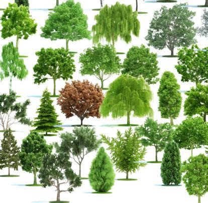 16 Tree PSD Template Images - Christmas Tree Photoshop Template