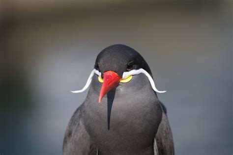 Inca Tern The Bird With A Magnificent Moustache Amusing Planet