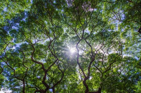 Tree Foliage In Morning Light With Sunlight Stock Image Image Of