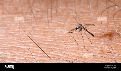 Close Up Aedes Albopictus Mosquito Pest Animal Contagion Stock Photo