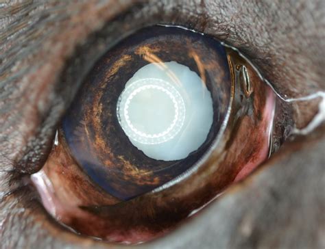 Cataract Canine Animal Eye Clinic