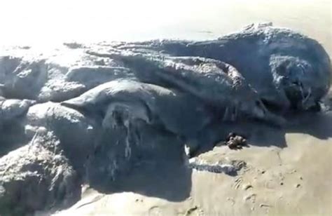G1 Criatura Estranha é Achada Em Praia No México E Intriga