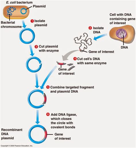 Odd Organisms Gene Cloning