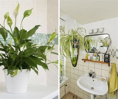 6 Ideal Plants You Should Keep In The Bathroom