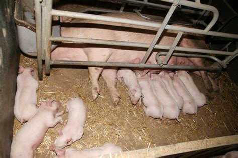 Little Pigs Sleeping After Suckling In The Barn Indoors Stock Photo
