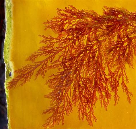 Rhodophyta And Kelp Edinburgh Nette Flickr