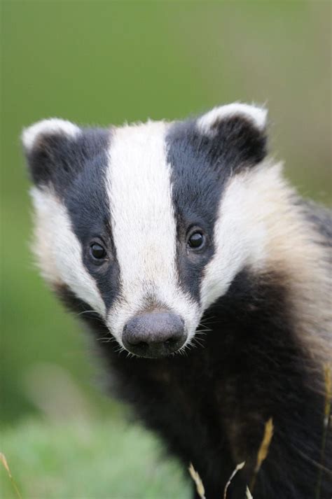 Badger Had On By Keithk Photo 5791314 500px Animals Friends