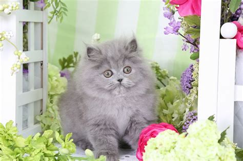 Blue Persian Kittens Photo Gallery Gray Kittens Grey
