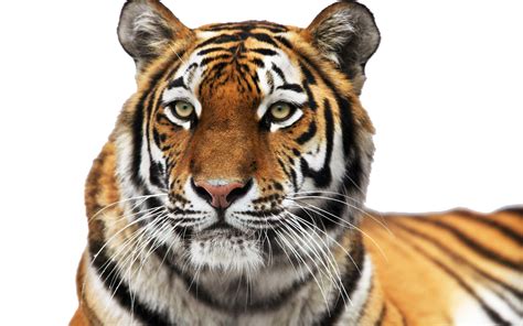 Tiger Png Transparent Image Download Size 1920x1200px