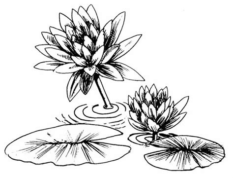 Photo Of Lily Pad Coloring Page Color Luna Lily Pads Lily Pad