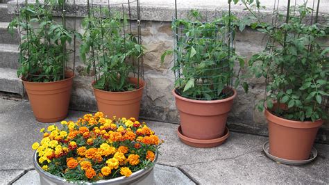How To Grow Tomatoes In Pots Bonnie Plants