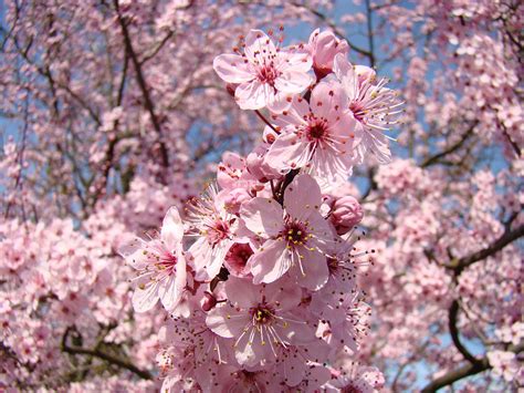 Pink Spring Flower Tree Blossoms Art Prints Blue Sky