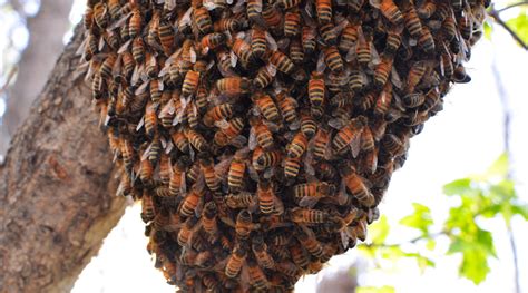 How To Get Bees For Your Bee Hive Backyardhive