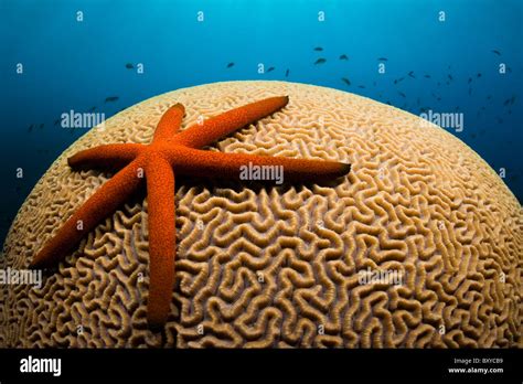 Red Starfish On Coral Linckia Sp Alam Batu Bali Indonesia Stock