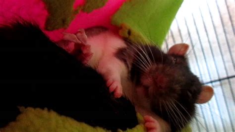 Cutest Rat Yawning And Eye Boggling Youtube