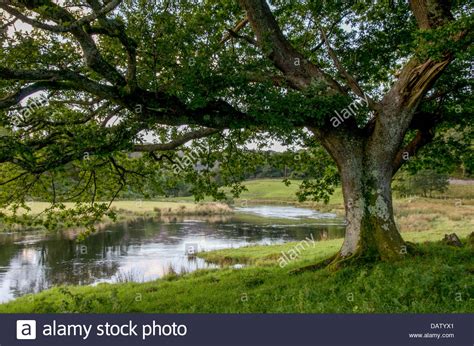 A Close Up Of A Big Oak Tree On An Overflown River Bank