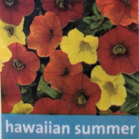 combo confetti garden ball hawaiian summer ferry point greenhouse