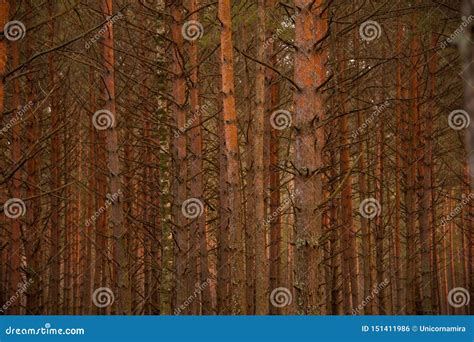 Vertical Lines Of Tall Pine Forest Trunks Trees At Summer Evening