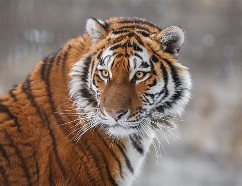 Look Face Tiger Portrait Wild Cat The Amur Tiger Hd Wallpaper