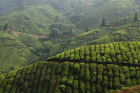 Check Out The Tea Factories Found On Most Tea Estates Where The Tea Is